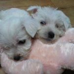 화이트슈<b>나우</b>져를 아시나요?