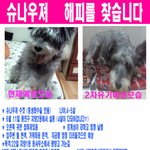 도와주세요 추천 부탁드려요 ㅠㅠ 광진구 슈나<b>수컷</b> 네달째입니다 ㅠㅠ
