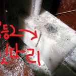 곱등이와의 1:1배틀에서 승리하다!!