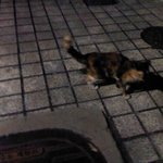 <b>대치</b>4동에서 고양이 잃어버리신 분?