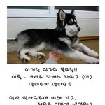 슈퍼 자이언트 슈나우져