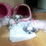 저희 강아지가 많이 아파요~