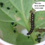 배추<b>대란</b>..거짓말<b>대란</b>이 아니구???
