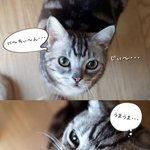 아메리칸 <b>숏헤어</b>