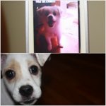 <<b>급</b>!!><b>강아지</b>키우실분 없나요ㅠㅠ?