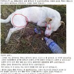 [급/경북 군위]도와주세요 제발!!!! 강아지 눈에 염증이 <b>그득</b>합니다.
