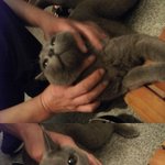 고양이를 주웠어요 도와주세요ㅜ.ㅜ