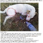 [<b>급</b>] 제발 도와주세요!!! (사진 有) 위험해요ㅠㅠ