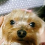 우리집 멍멍이