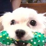 (<b>개봉동</b>)강아지를 찾습니다..