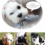 [강아지날다] <b>시저</b>와 함께한 아지맘 카페 "가을피크닉"