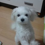 (사진有)저희에게 가족같은 우리두부좀 찾아주세요ㅠ_ㅠ