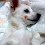 경남<b>통영</b> 에서 강아지 받으시거나 보신분