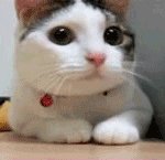 야간에 유기견(애완견)을 발견하면 어떻해야 좋은가요?ㅠ