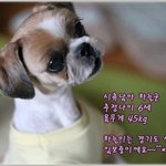[하늘]평생가족을 기다리고 있는 하늘군~!!