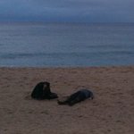 길, piff서 술 먹고 <b>해변</b>에서 훌러덩;