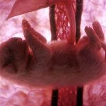 신비한 <b>뱃속</b> 동물 태아 사진