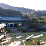 영평사 구절초 축제에 다녀왔어요^^