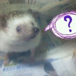 저희집 고슴도치를 소개합니다요  : 0