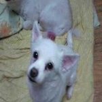 전라북도[전주]서신동<b>소재</b>에서잃어버린강아지찾습니다