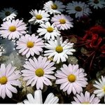 가을에 <b>낭만</b>을 찾아 떠나는 가을 여행지