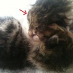 우리집 <b>찡찡이</b> 자랑 ㅋ