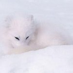 나 찾아봐라!! 동물들의 완벽 <b>위장</b>술