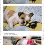 인천서구 석남동에사시는 <b>주민</b>분들...저희꽃순이좀 찾아주세요