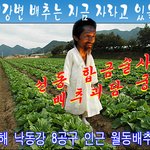 배추<b>선동꾼</b>