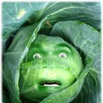 [호주]▶▶호주에서 <b>배추</b>값을 깎았습니다! 하하 v