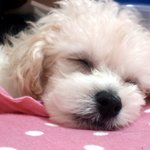 강아지산책, 공원에서쫒겨났어요 ㅜㅜ