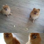 화성시<b>송산면</b>(제부도방면)에서  개(포메라니언)를 잃어 버렸습니다...