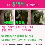 인천에서 샤페이를 찾습니다~!!!
