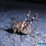 자~ 곱등이에 대해 알아볼까요?^^ (사진有)