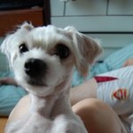 저희집 막둥이 좀 찾아주세요.. 제발