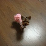 나의<b>꼬물</b>이들~~~미니요크셔^*^