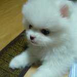 우리 <b>복돌</b>이 장가갑니다! 포메여아들 많은관심부탁드려요