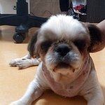 강아지 <b>주인분</b> 찾습니다. 수원] 시츄 여아