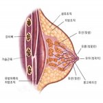 살빠진다고해서 <b>숨</b>가가 다 작아지는건 아닙디다