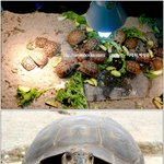 마니아시리즈 제6탄 거북