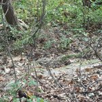 <b>북한산</b> 다람쥐 찾기