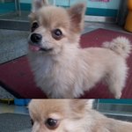 제주시 노형이마트쪽에서 포메라이언잃어버리신분