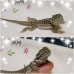 사진유!)내겐 너무 시크한 특이 애완<b>생물</b>★