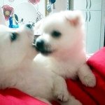 강아지 응가.......어떻게해야하나요ㅠㅠ?