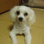 강아지를 찾습니다.(서울시 <b>중랑구</b> 사시는분들 꼭좀봐주세요!)