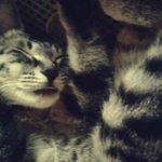 <b>밥</b>주니 눈물흘리며 <b>밥</b>을 먹던 길냥이 ㅠㅠ