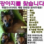 대구 서부정류장/두류공원/성당동 우리 <b>행이</b> 보신분!! 계신가요!?
