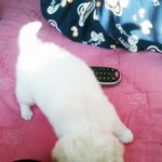 강아지 분양 사기를 당했습니다...