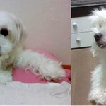 제발 우리  초롱이를 찾아주세요(말티여아/13세)