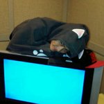 고양이 망토입고있는 <b>2pm</b> 멤버들